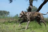 GREYHOUND 102